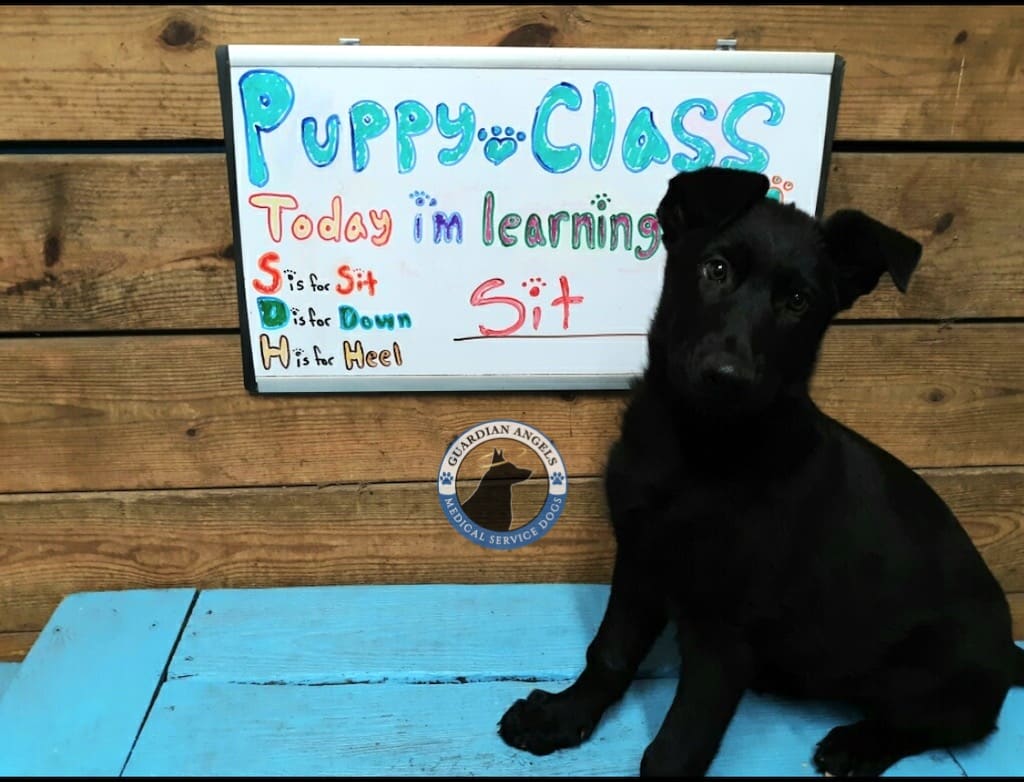 how to get a service dog to train